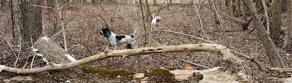 American Pointer Rescue