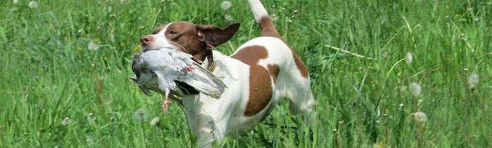 American Pointer Rescue